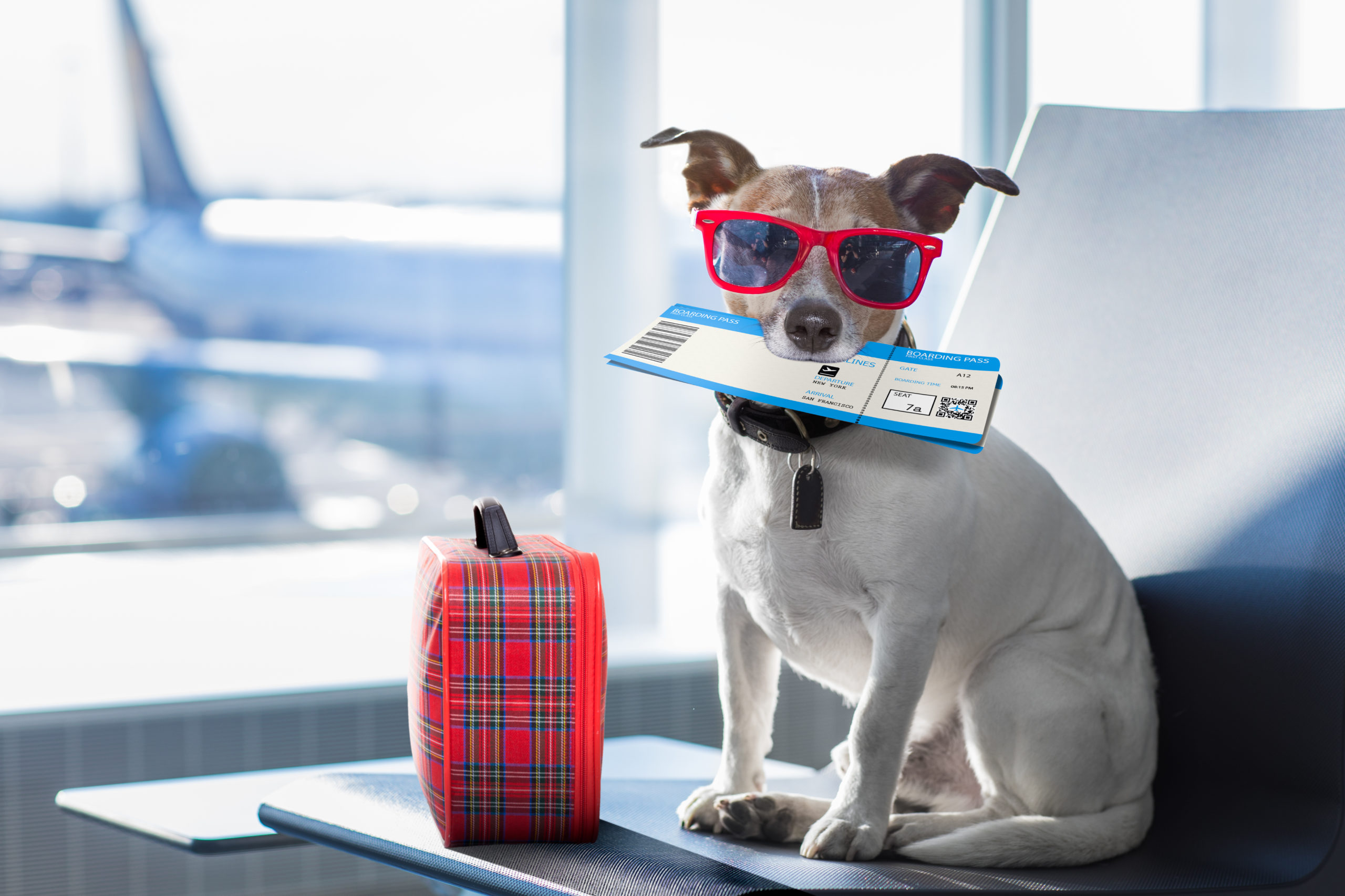 כלב בשדה תעופה עם כרטיס טיסה