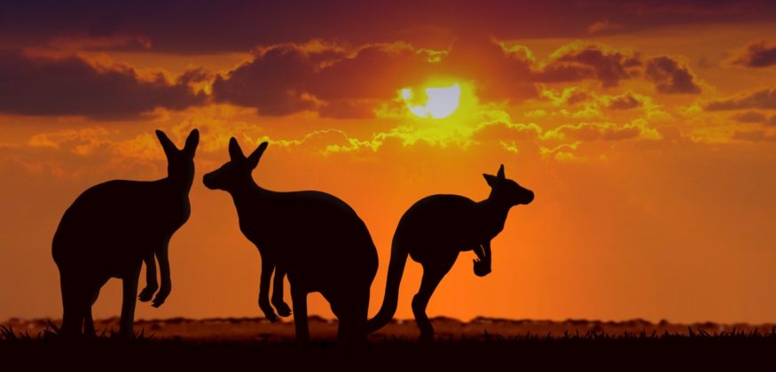 kangaroos under sunset